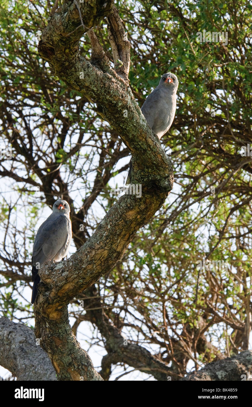 A pair of Dark Chanting-Goshawks Melierax metabates sitting in a tree Stock Photo