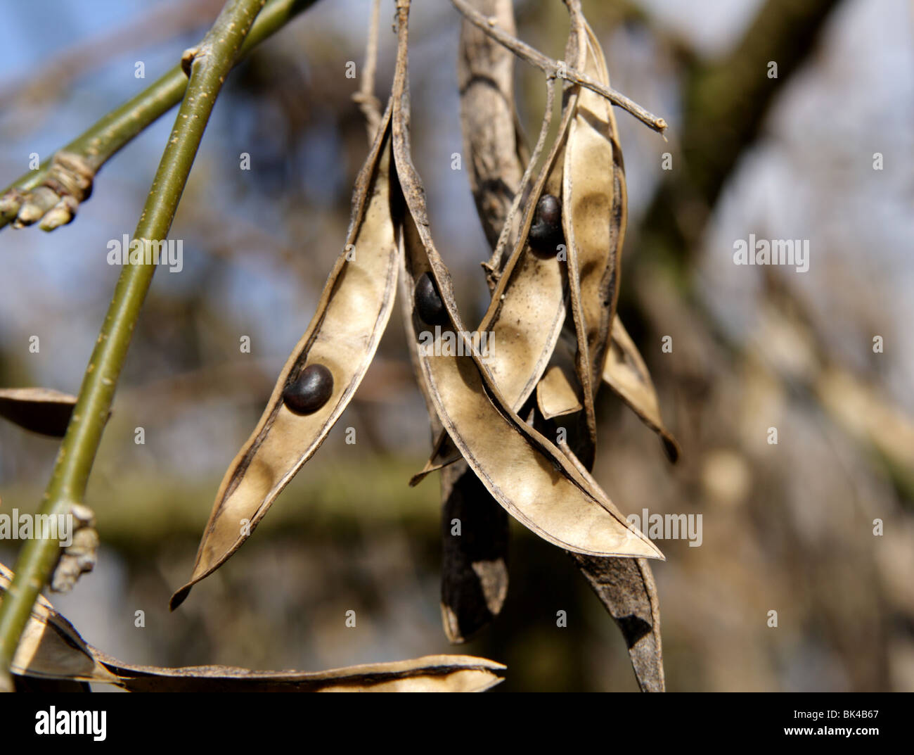 Robinia Pseudoacacia Commonly Known As The Black Locust Seeds In Spring Great Britain 10 Stock Photo Alamy Robinia Pseudoacacia Commonly Known As The Black Locust Seeds In Spring Great Britain 10 Stock Photo Alamy