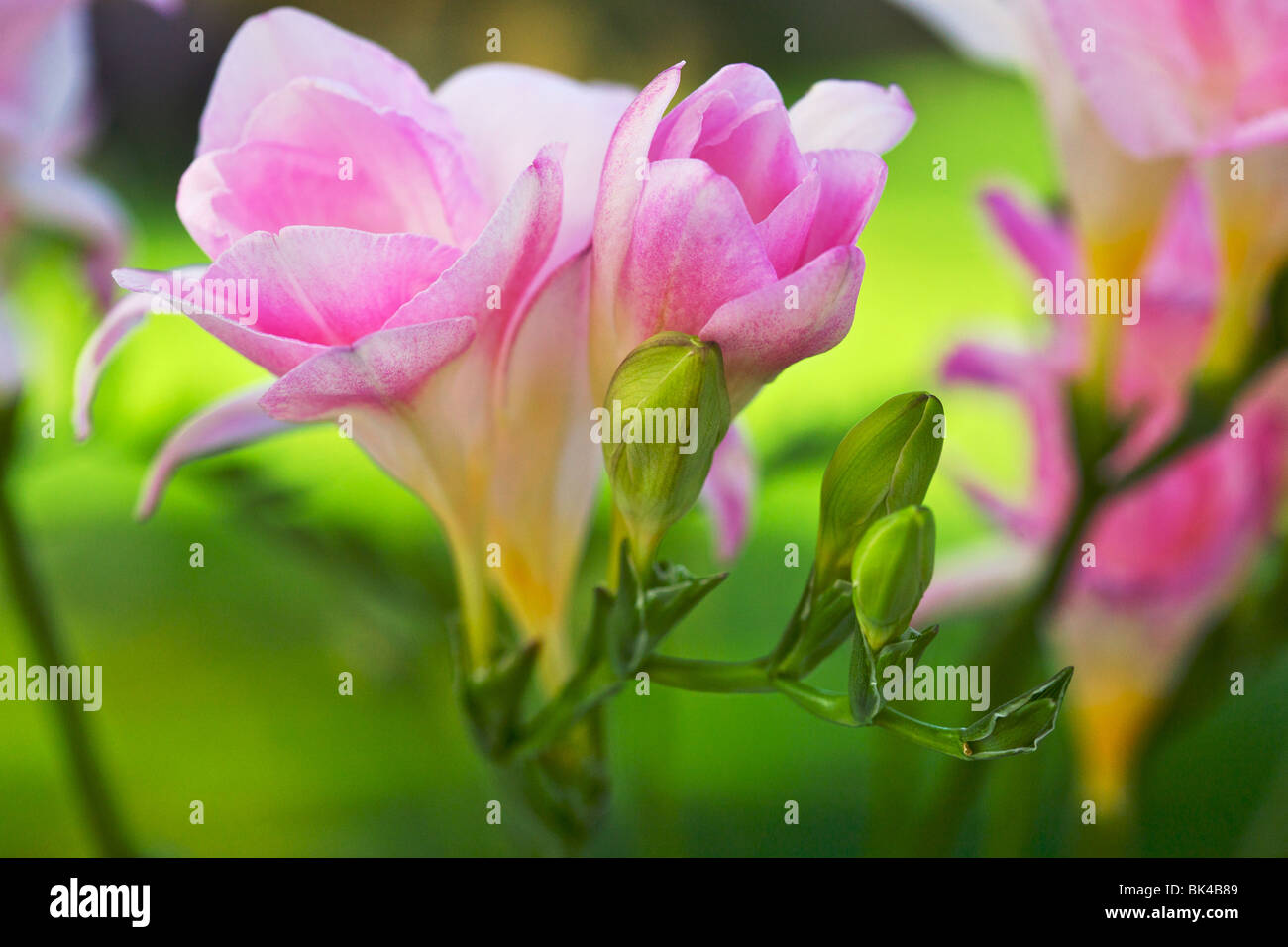 close up of pink freesia Stock Photo