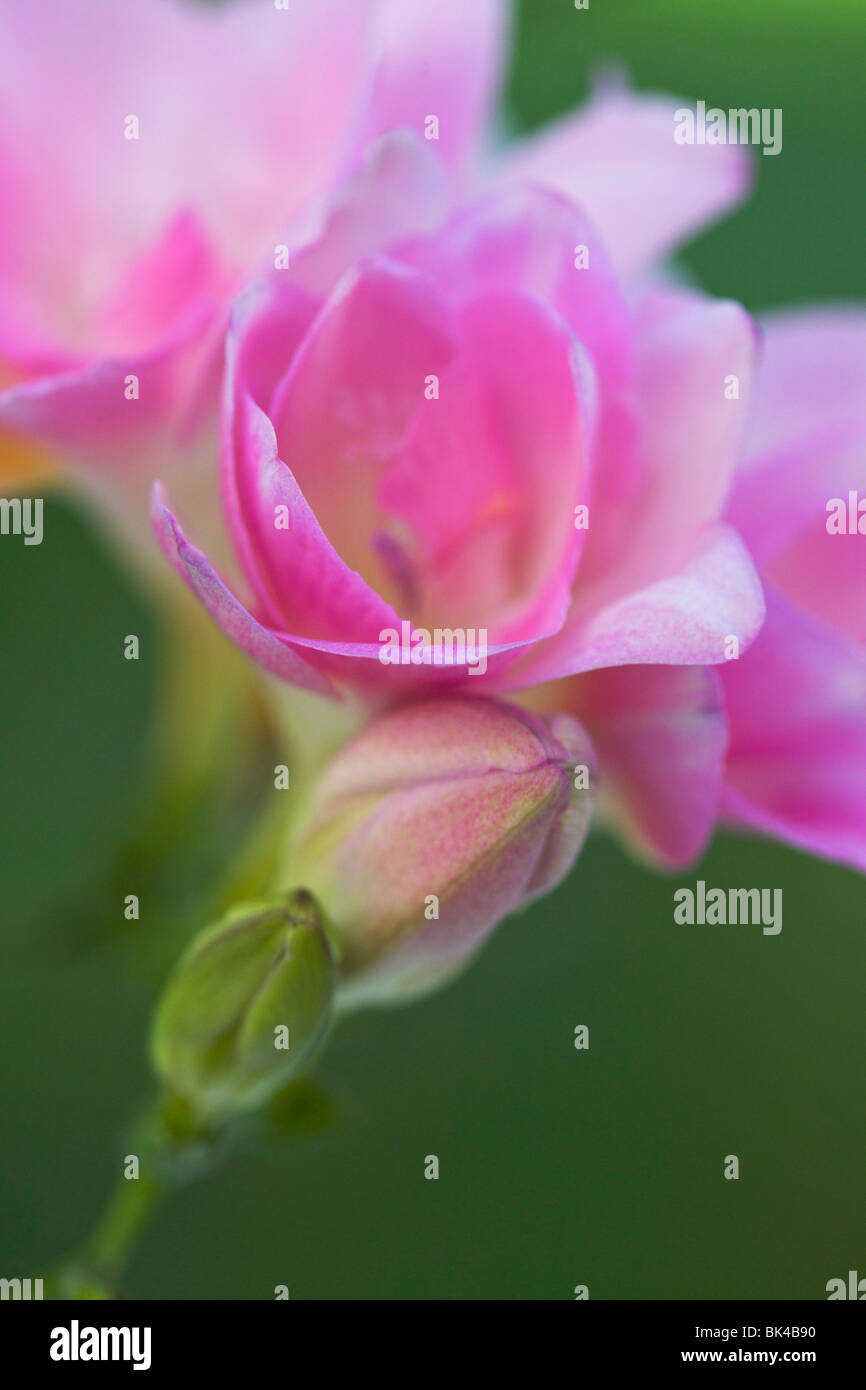 close up of pink freesia Stock Photo