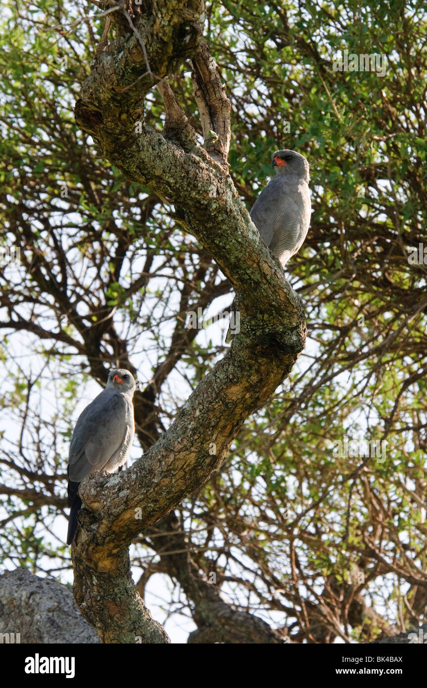 A pair of Dark Chanting-Goshawks Melierax metabates sitting in a tree Stock Photo