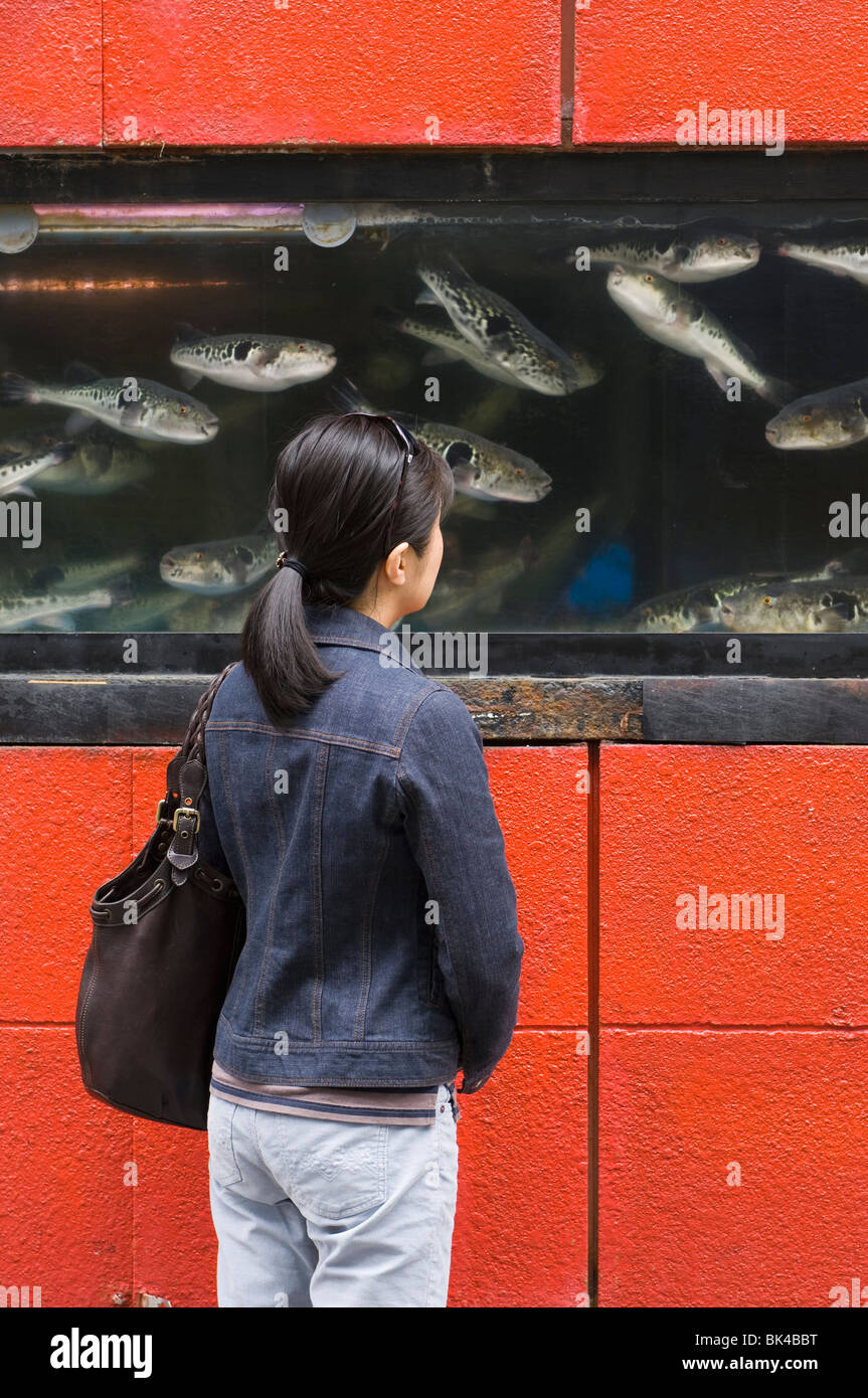 Japanese woman looking at live fugu in a display tank surrounded by a red wall at a fugu restaurant in Tokyo Stock Photo