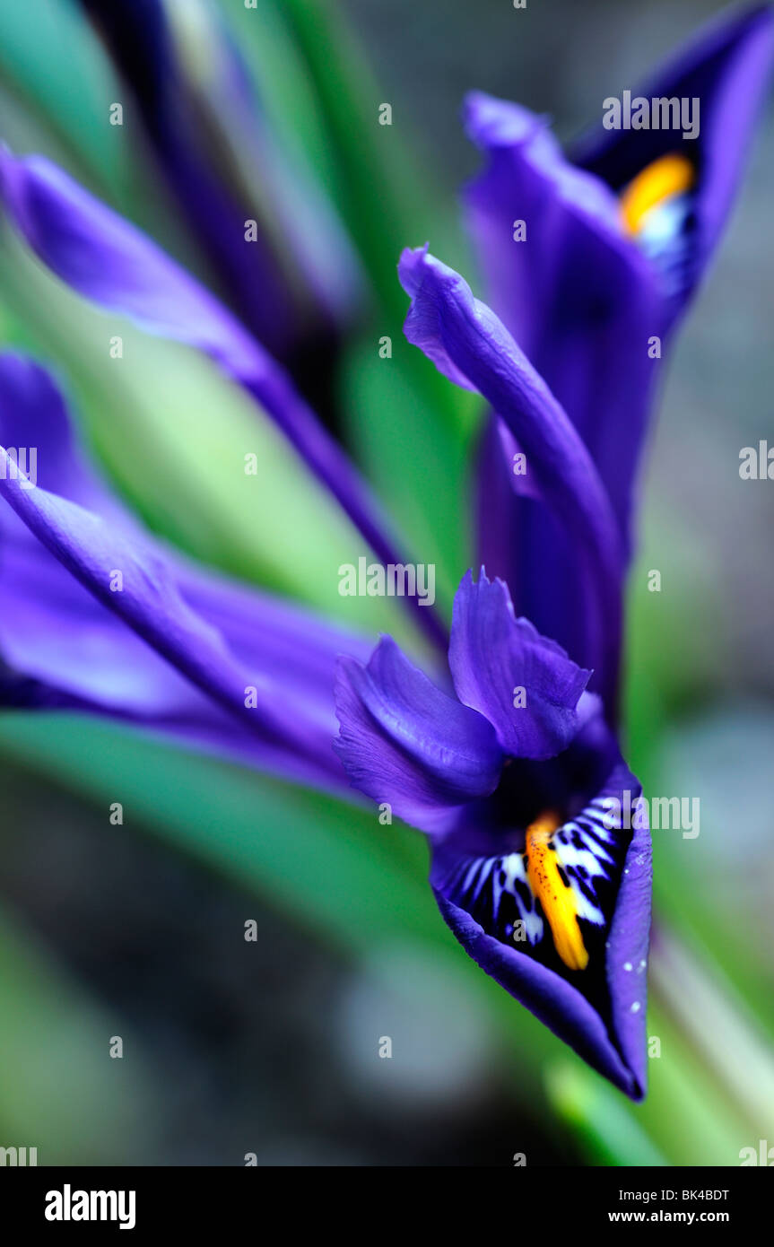 iris reticulata harmony blue spring flower flowering perennial bulb bulbous Stock Photo Alamy