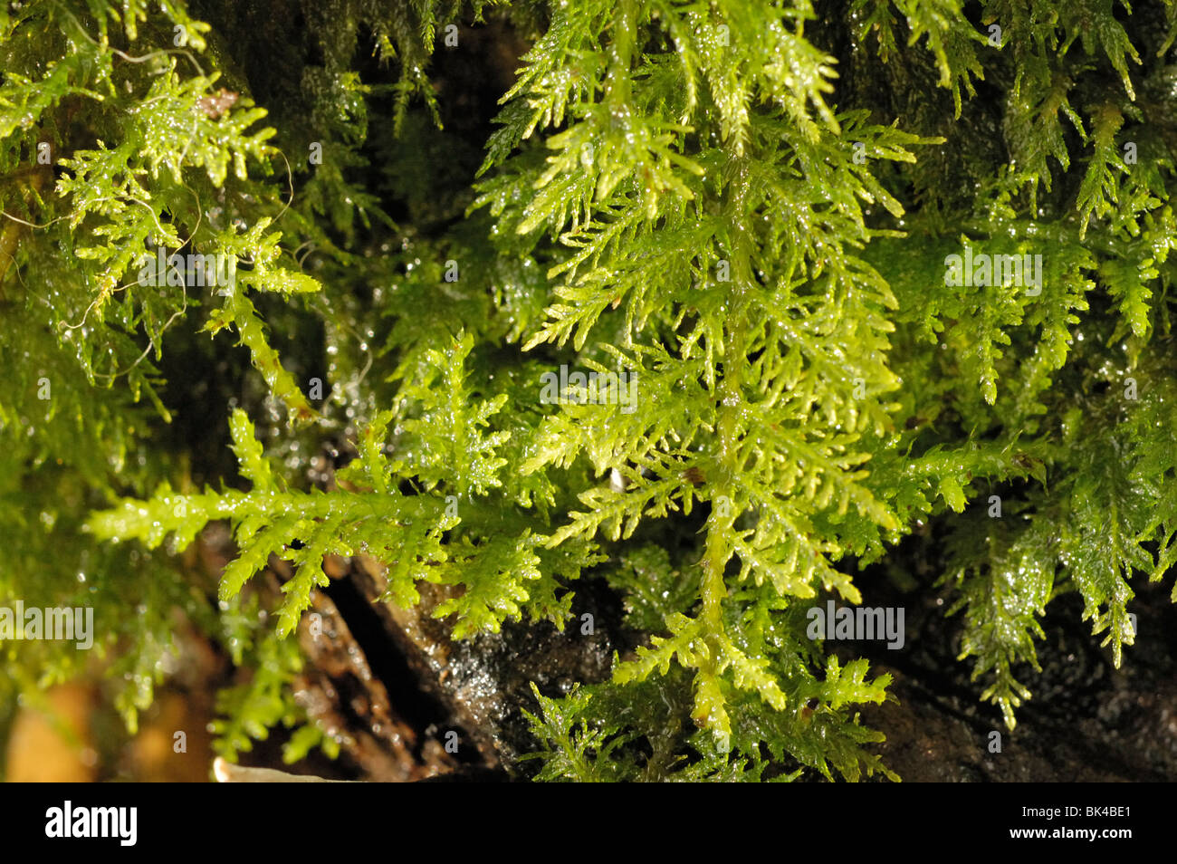 Common feather moss hi-res stock photography and images - Alamy