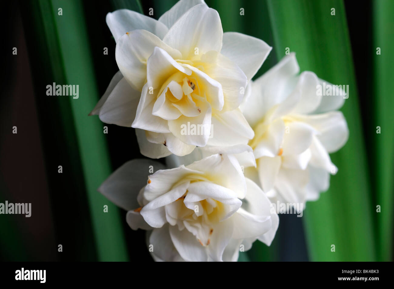 Narcissus 'Erlicheer' Division 4 Double Daffodil macro photo Close up  multi-headed yellow white flower bloom blossom Stock Photo - Alamy