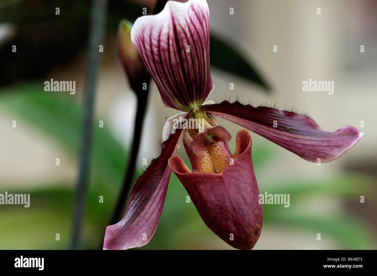 paphiopedilum hybrid greda single pink purple striped flower also known as ladys slipper orchid paph or paph orchids Stock Photo