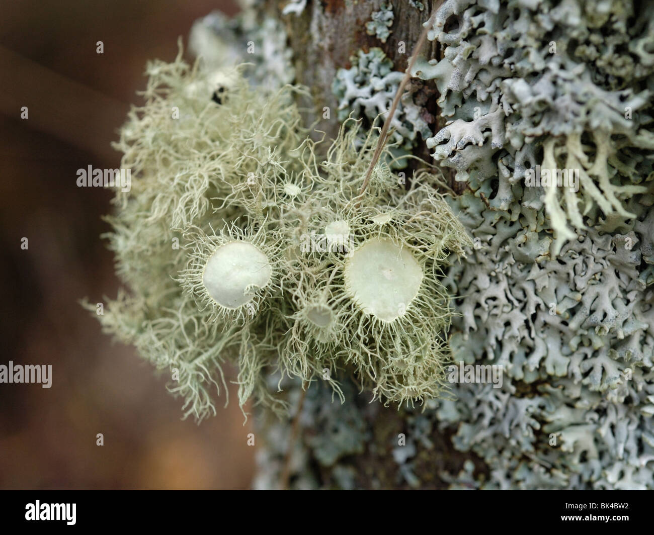 Usnea florida Stock Photo