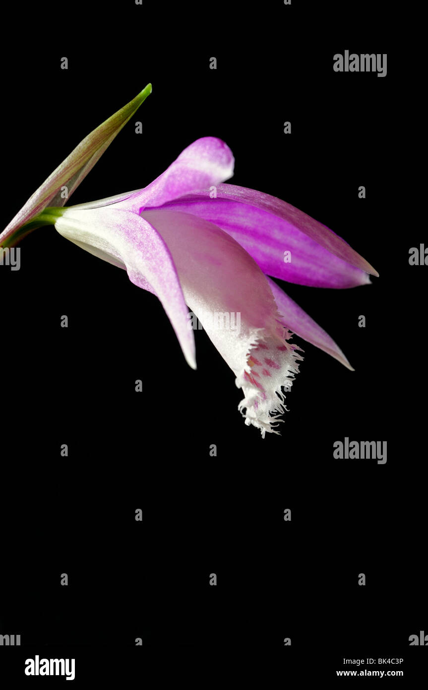 pleione formosana species windowsill orchid flower plant pink white set contrast contrasted black dark background Stock Photo