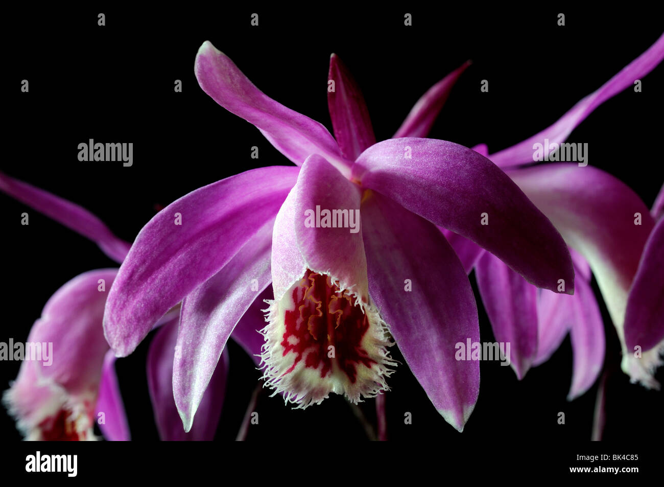 Exotic Orchid on your windowsill Exotic Orchid on your windowsill