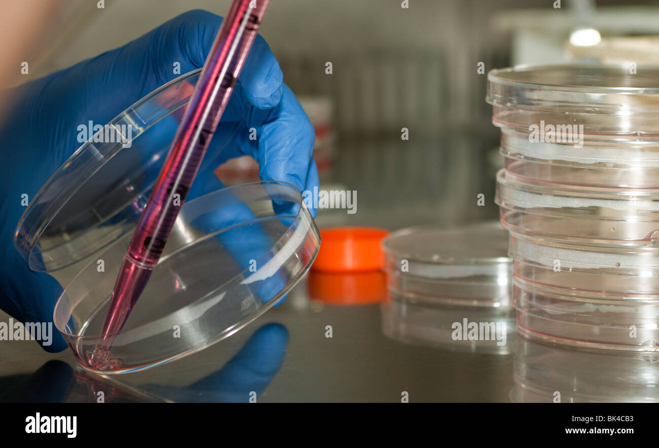 Microbiology Laboratory Cell cultures. Gloved hand holding a pipette