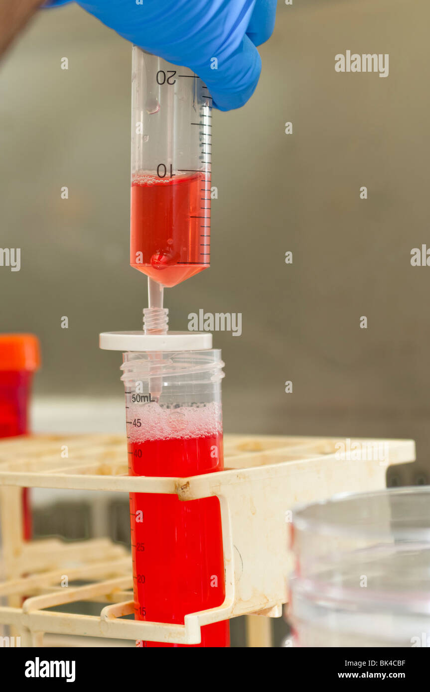 Microbiology Laboratory Cell Culture research Stock Photo Alamy