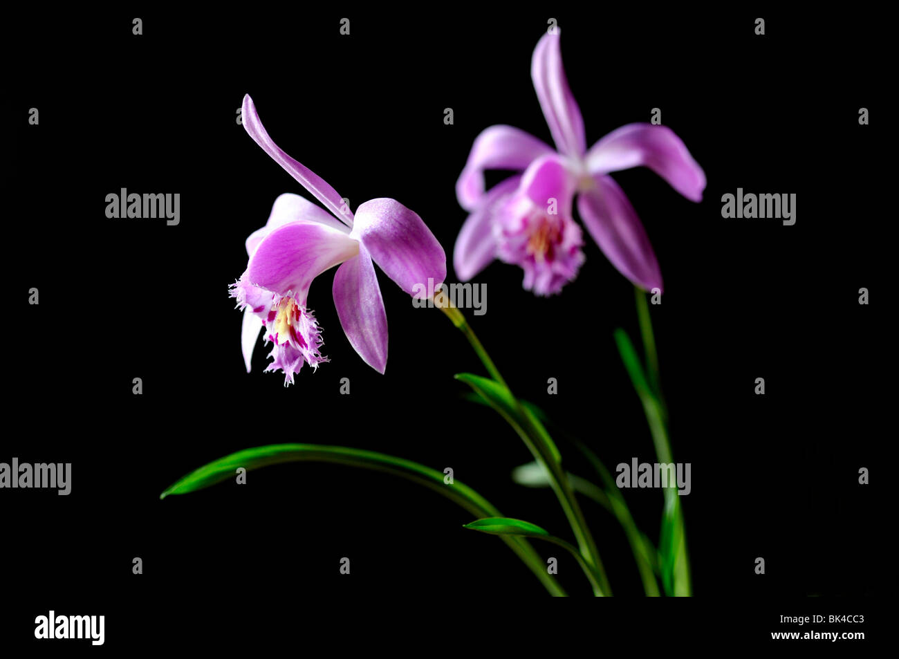 Pleione piton hybrid windowsill orchid flower plant pink purple white set contrast contrasted black dark background Stock Photo