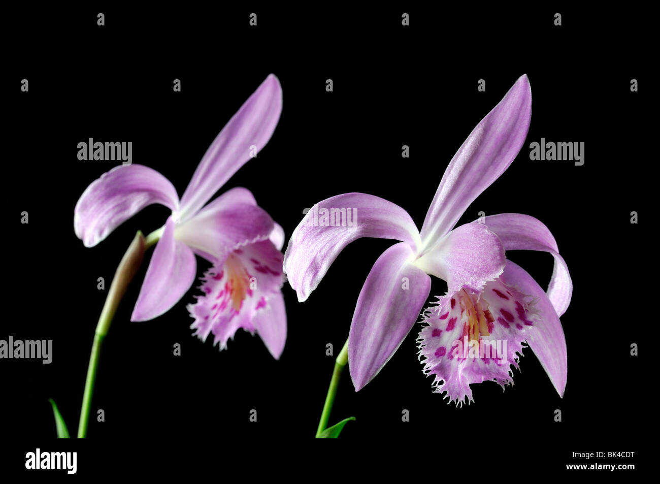 Pleione piton hybrid windowsill orchid flower plant pink purple white set contrast contrasted black dark background Stock Photo