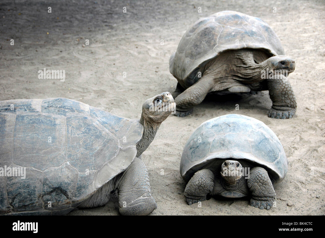Tortoise galapagos islands ecuador hi-res stock photography and images ...