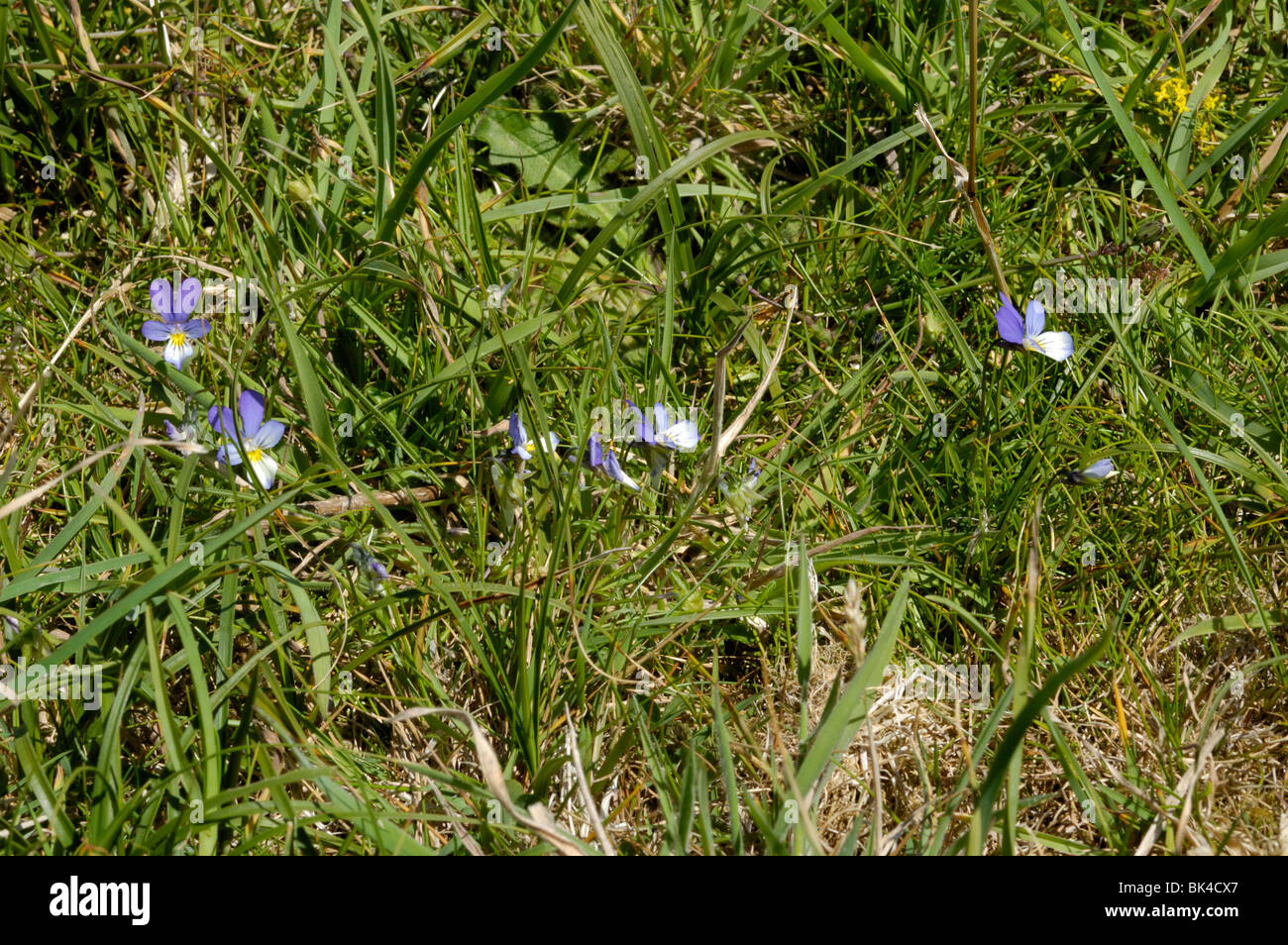 Wild Pansy or Sand Pansy Stock Photo