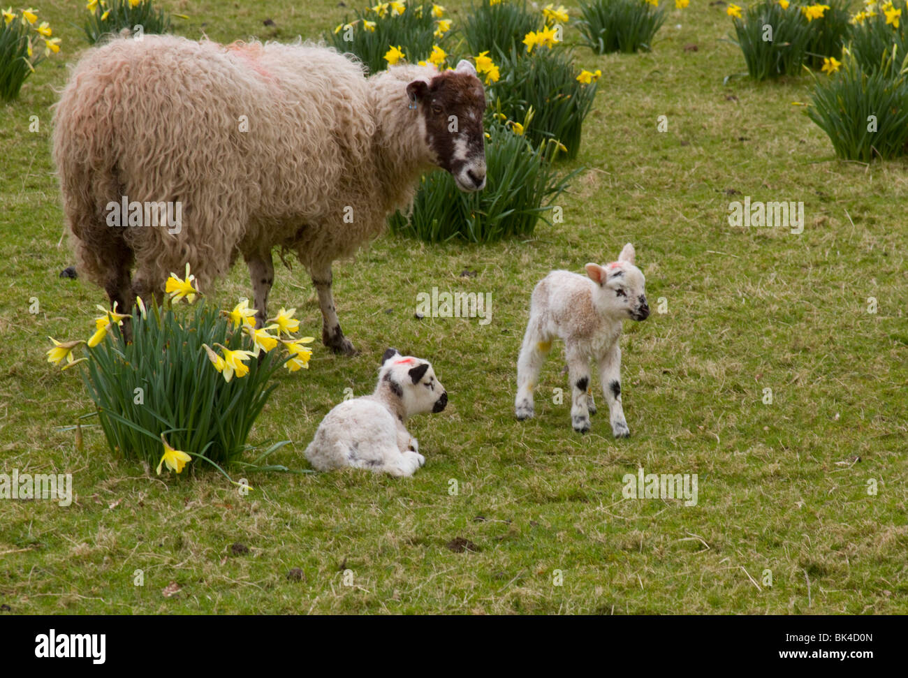 Spring lambs Stock Photo Alamy