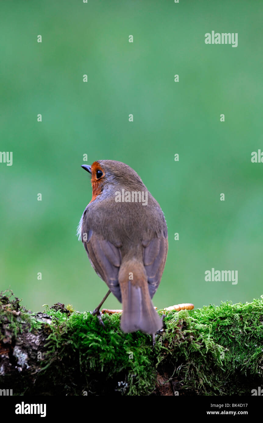Erithacus Rubecula robin redbreast bird standing perched perch looking moss lichen cover covered branch garden cautious wildlife Stock Photo