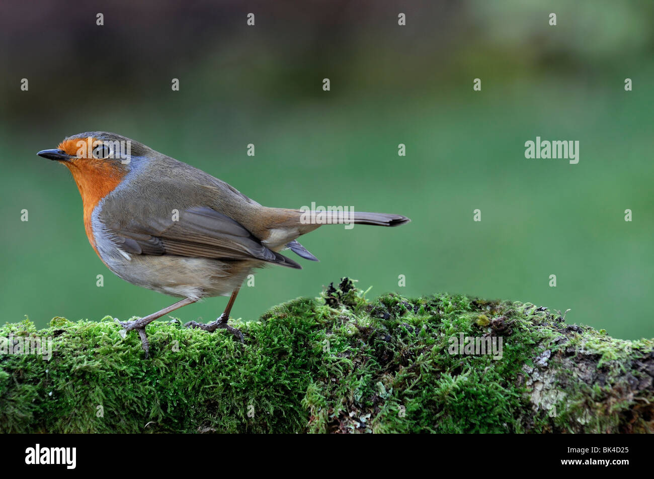 Erithacus Rubecula robin redbreast bird standing perched perch looking moss lichen cover covered branch garden cautious wildlife Stock Photo