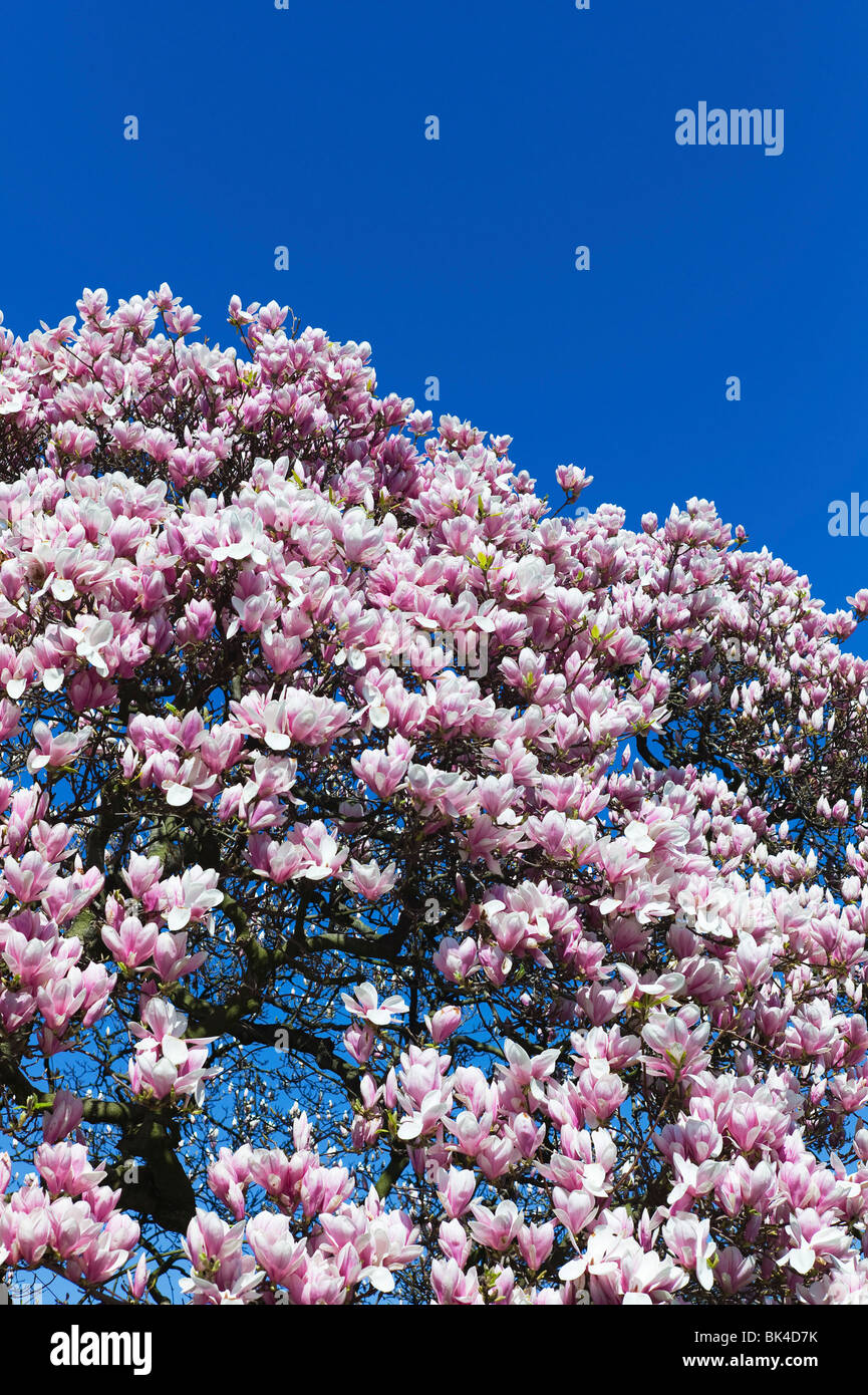 BLOOMING MAGNOLIA TREE Stock Photo - Alamy
