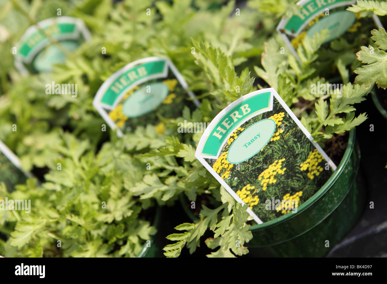Tansy Tanacetum vulgare herb plant plants for sale at a nursery garden centre Stock Photo
