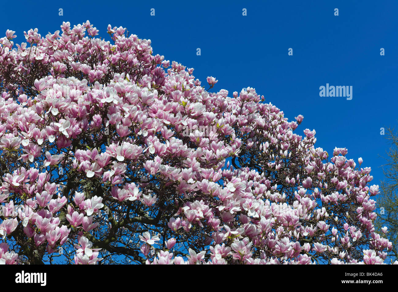 BLOOMING MAGNOLIA TREE Stock Photo - Alamy