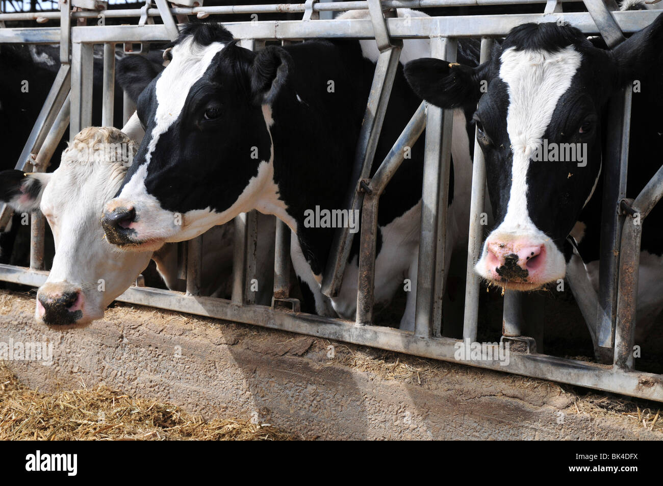 The dairy cowshed, cows enjoying the feed supplied by an automatic