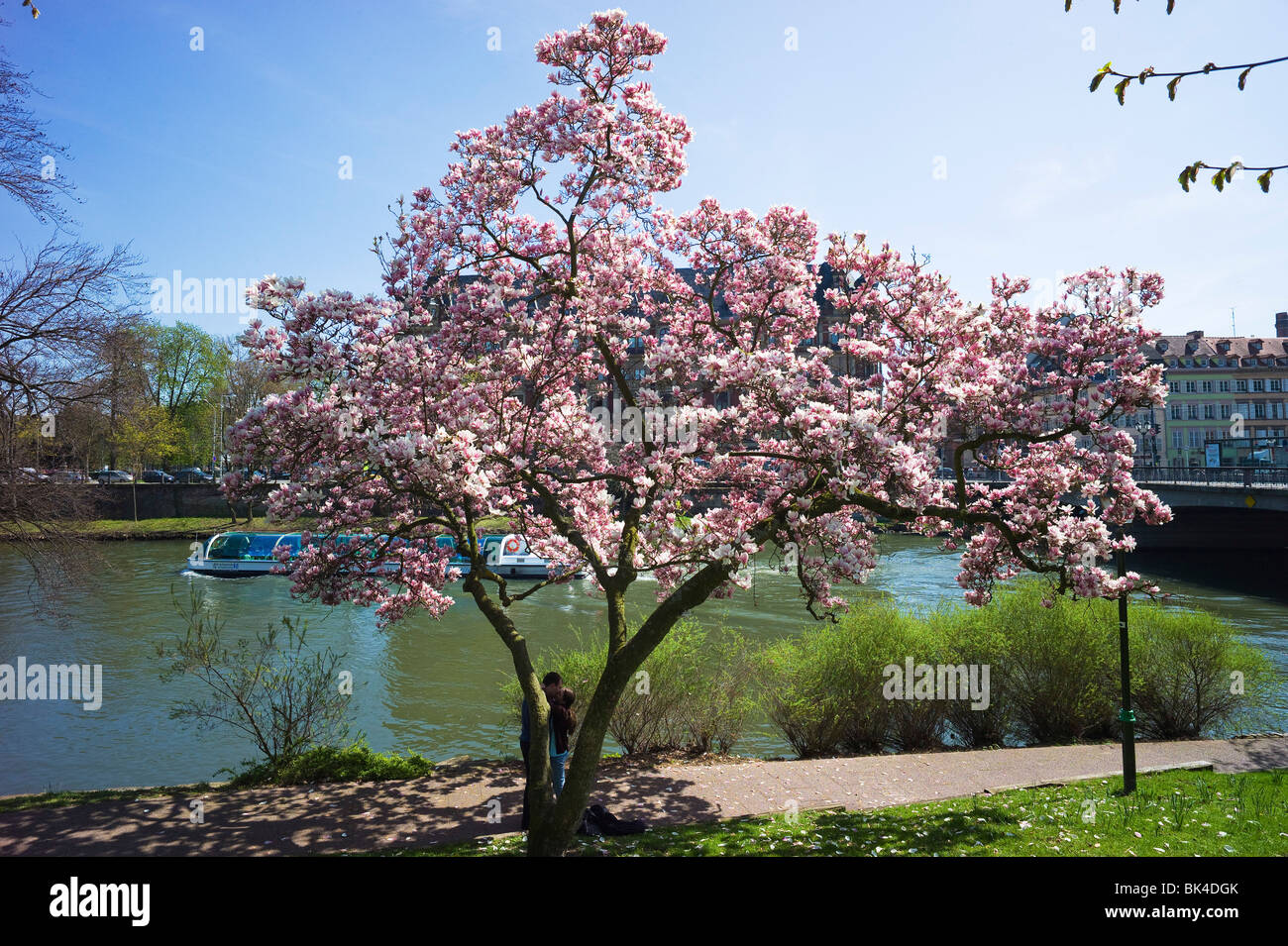 Couple kissing at blooming tree hi-res stock photography and images - Alamy
