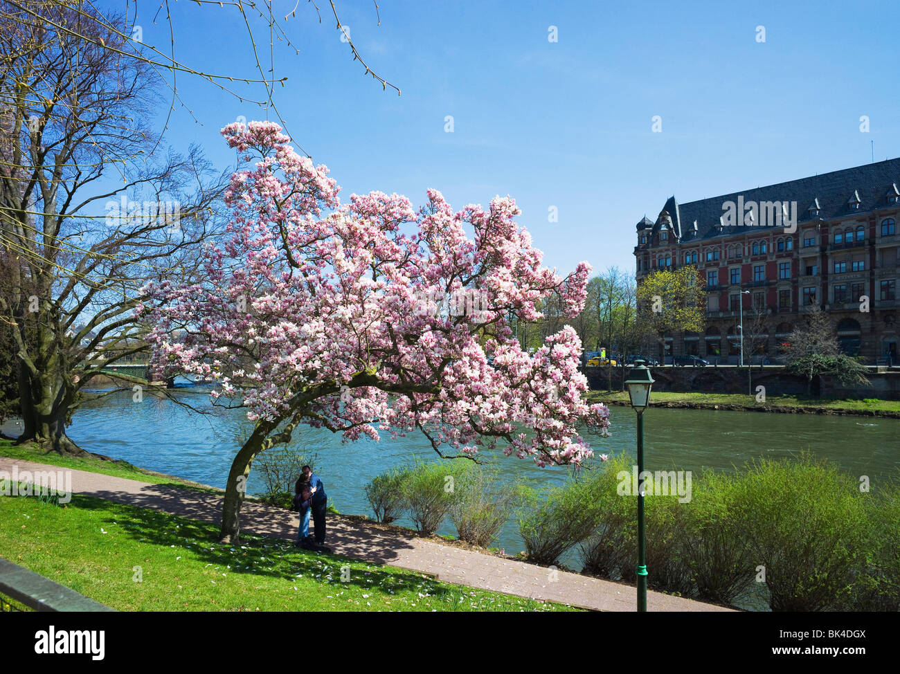 Couple kissing at blooming tree hi-res stock photography and images - Alamy