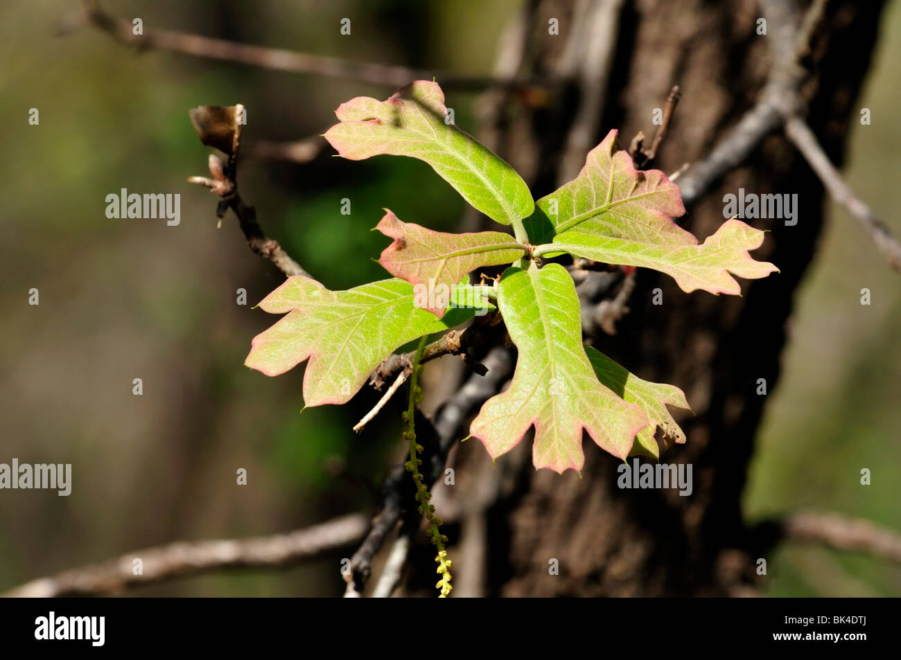 Newly emerged spring Blackjack Oak leaves. Closeup. Oklahoma, USA. Stock Photo