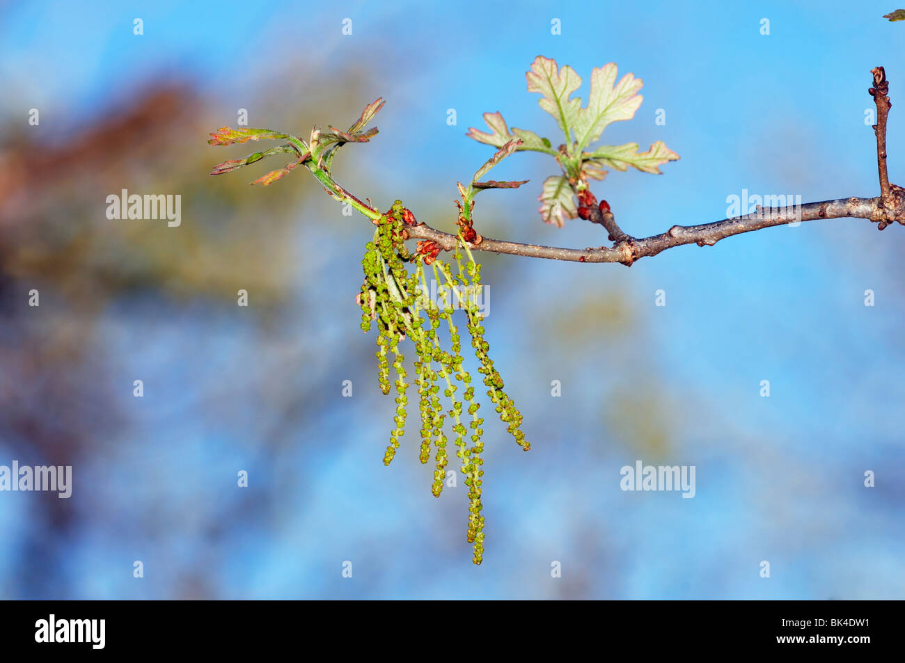 Newly emerged spring Blackjack Oak leaves and catkins against a blue sky. Oklahoma, USA. Stock Photo