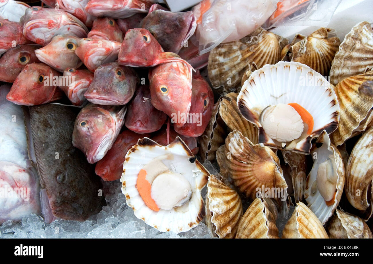Scallops shells gurnard hires stock photography and images Alamy