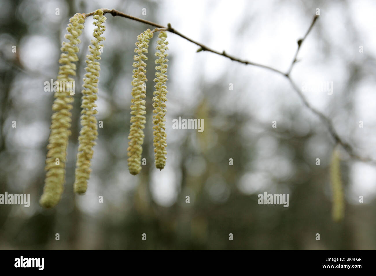 Catkins on a Silver Birch tree Stock Photo Alamy