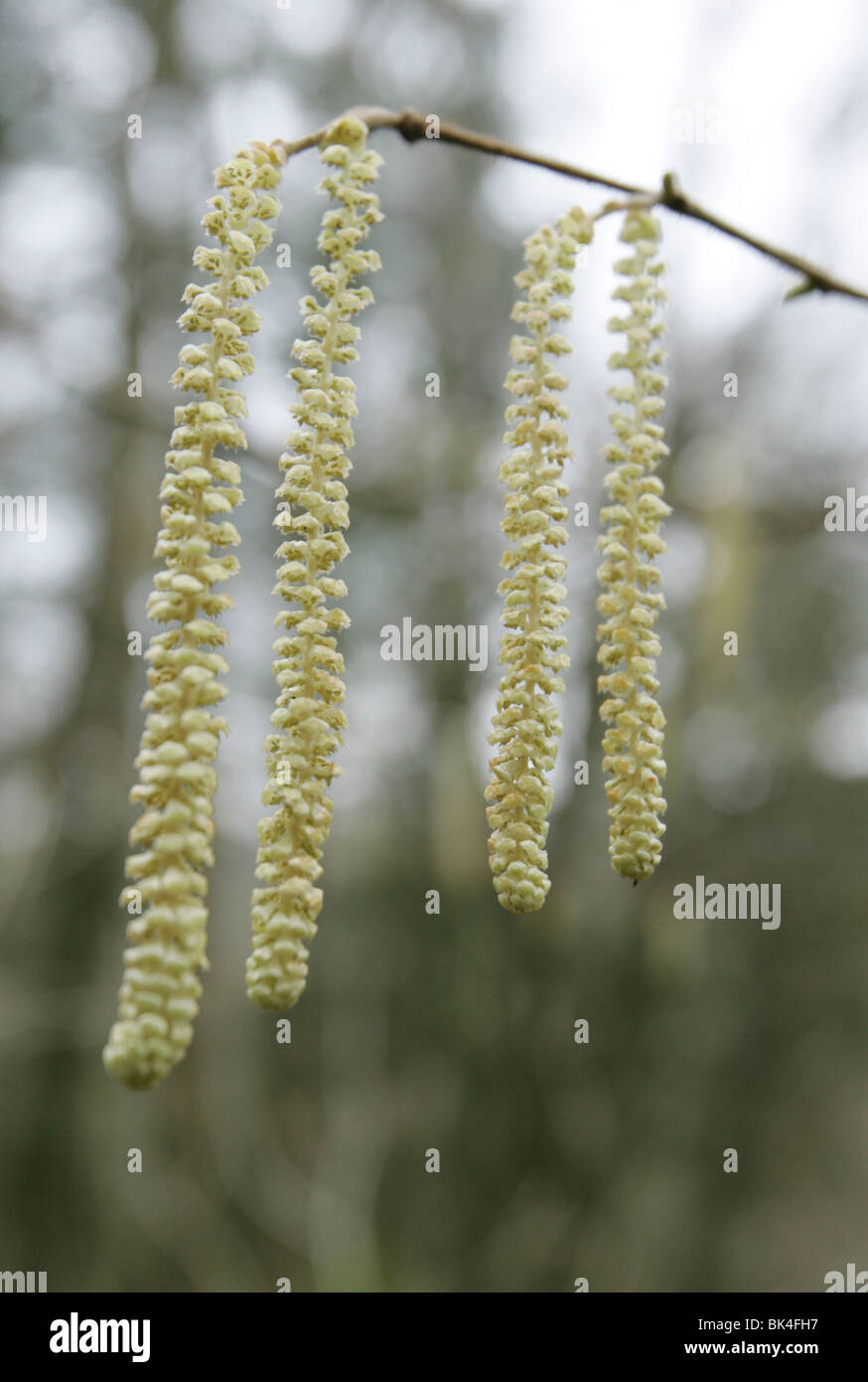 Silver birch tree flower catkin hires stock photography and images Alamy