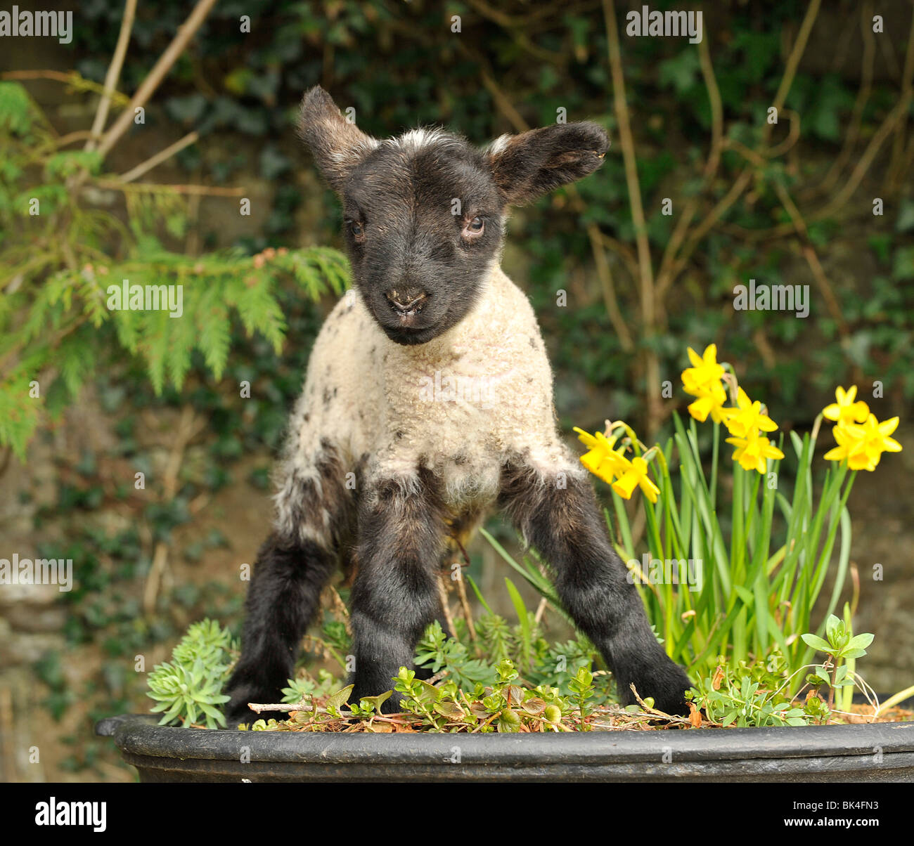 lamb with springtime flowers in UK Stock Photo