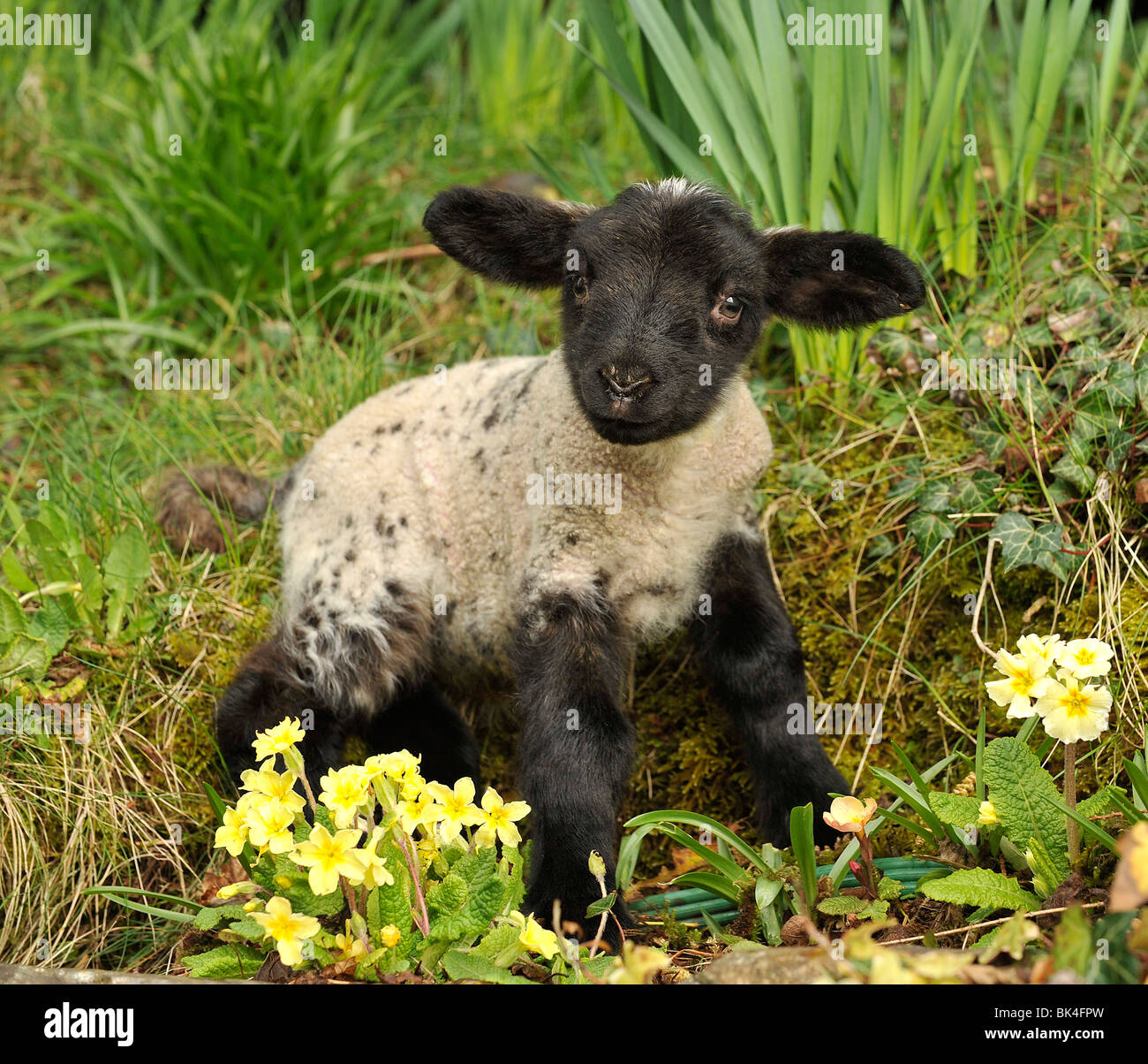 lamb in primroses, spring uk Stock Photo