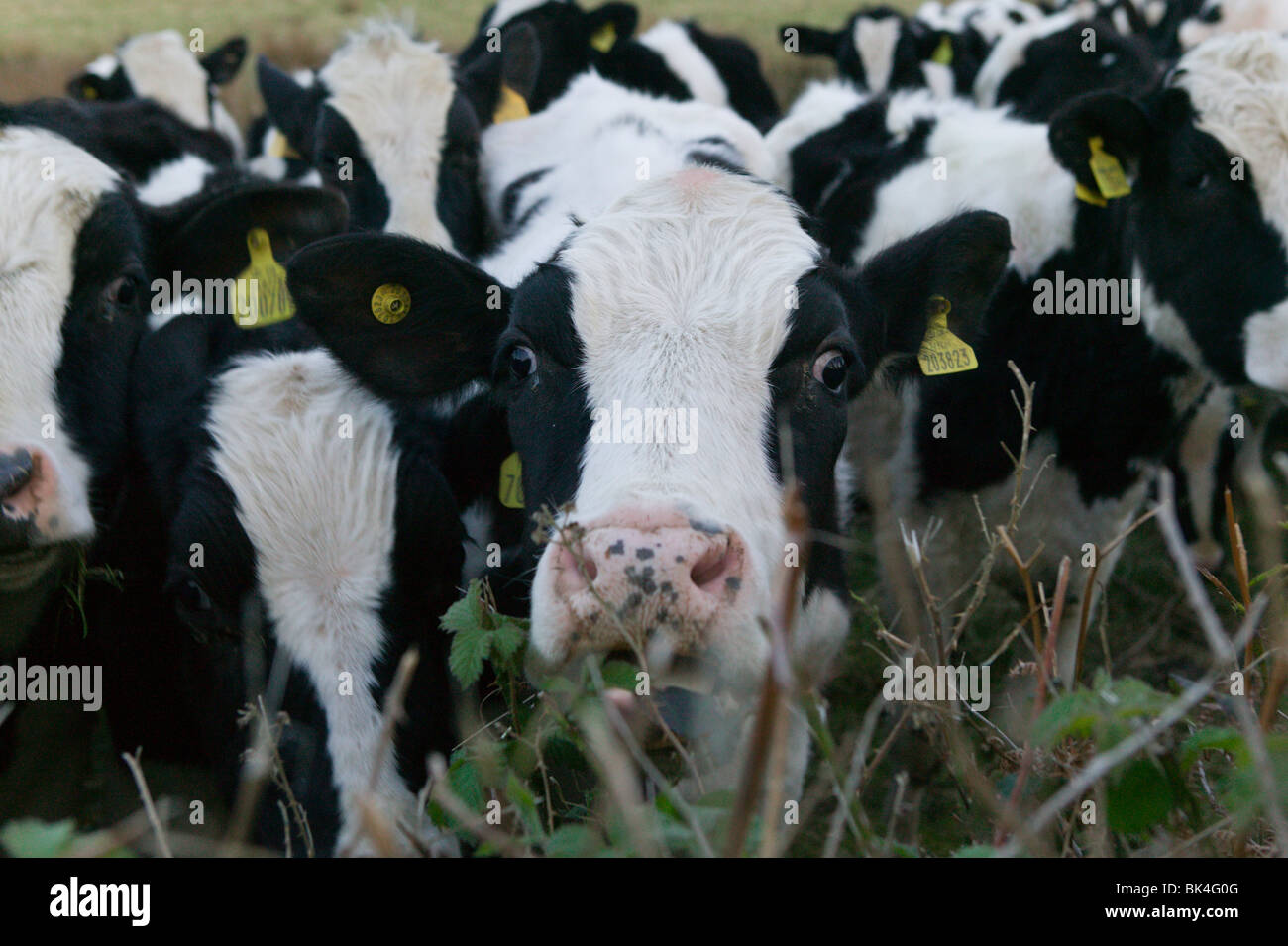 Friesian cows black and white hi-res stock photography and images - Alamy