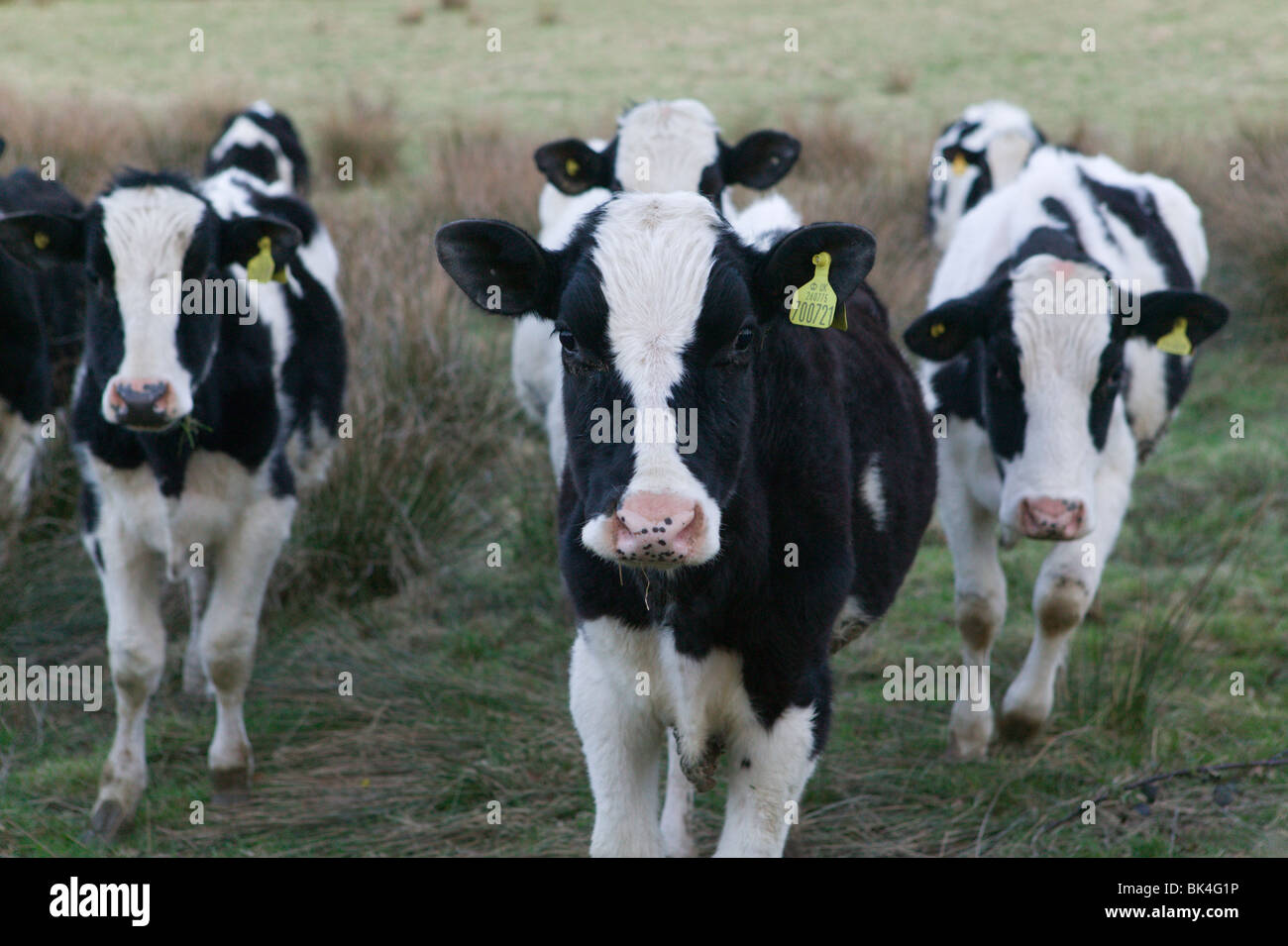 Friesian cows black and white hi-res stock photography and images - Alamy