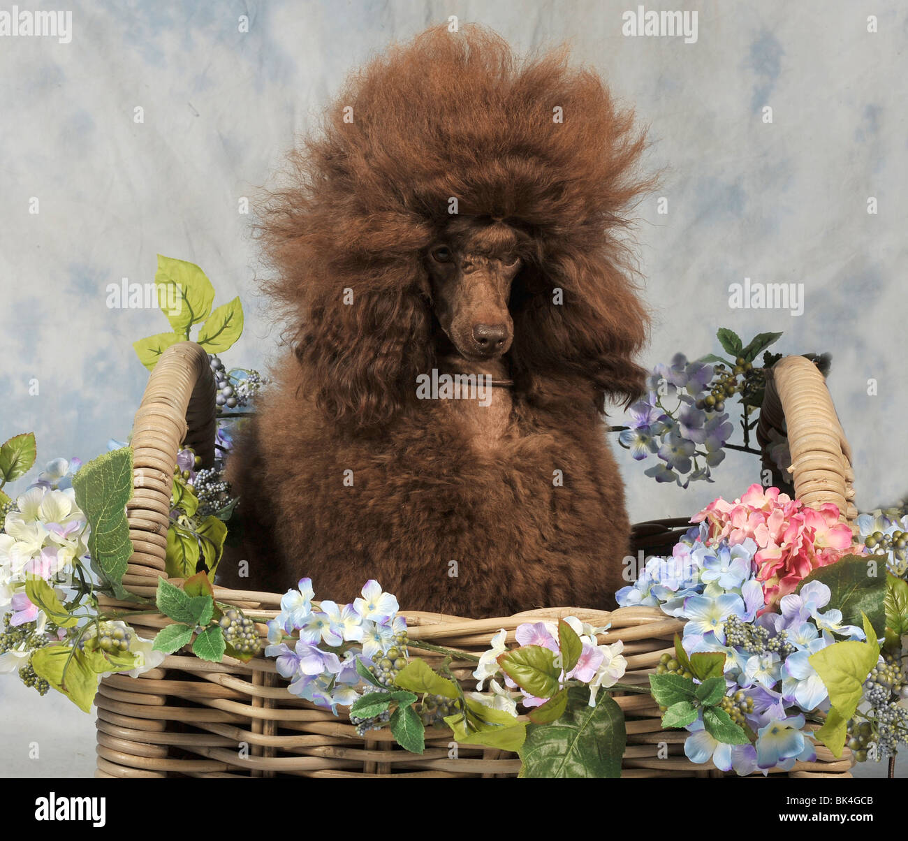 chocolate miniature poodle