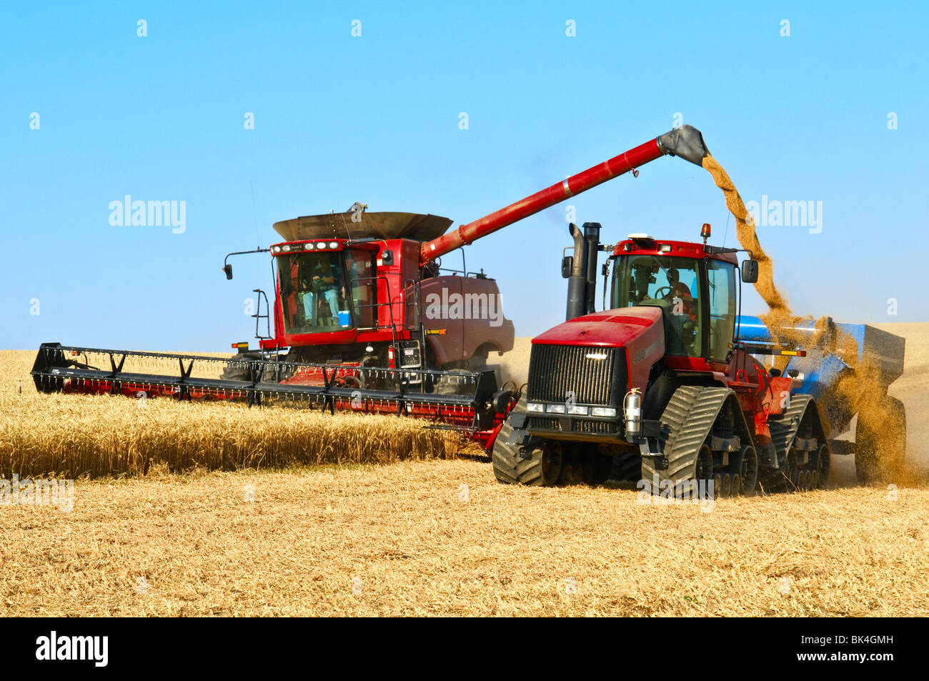 A combine harvesting wheat offloads grain into a grain cart on the go