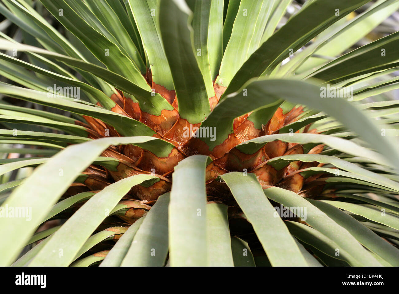 Dragon Blood Tree High Resolution Stock Photography And Images Alamy Dragon Blood Tree High Resolution Stock Photography And Images Alamy