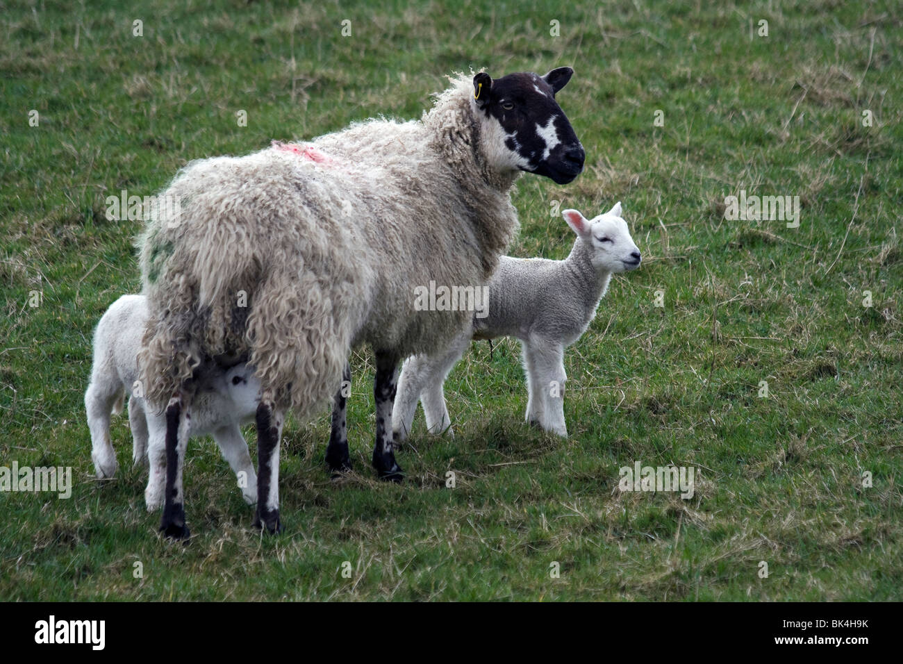 New born lambs and mother sheep. Stock Photo