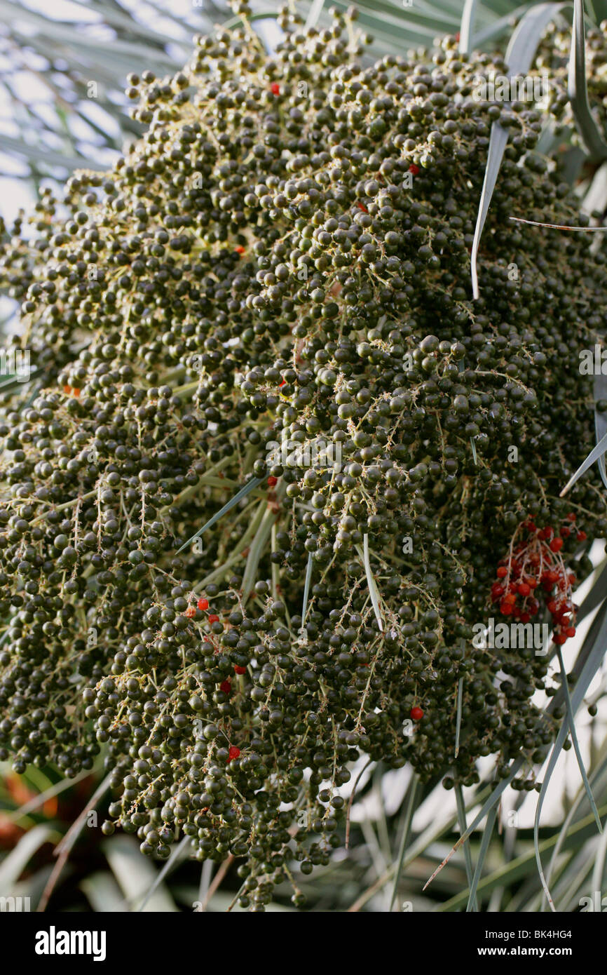 Dracaena schizantha, Nolinoideae, Asparagaceae (Previously Dracaenaceae, Ruscaceae). Ethiopia, East Africa. Cluster of Berries. Stock Photo