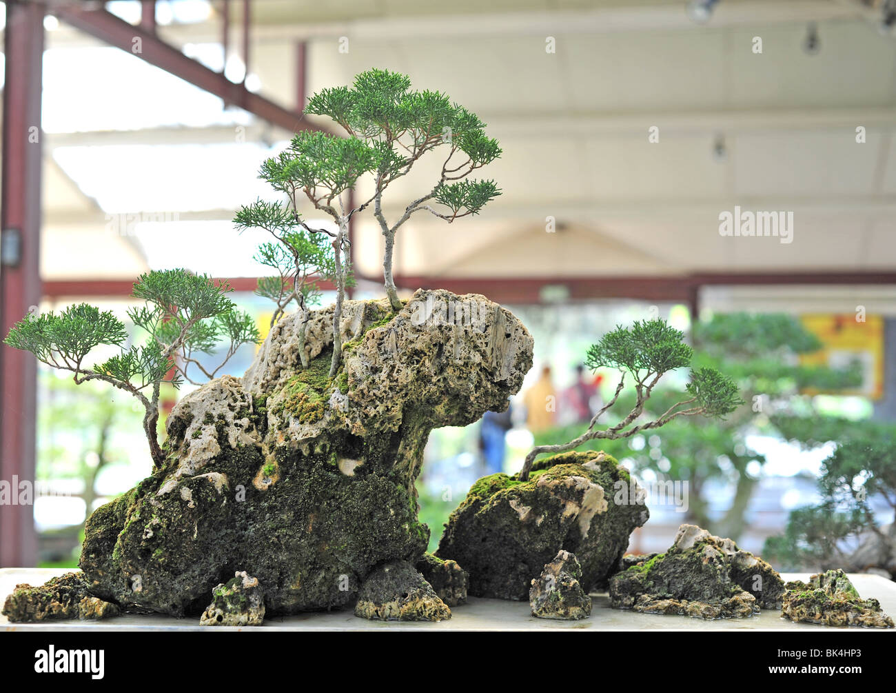 juniperus chinensis - bonsai greenhouse in Parc Floral in Paris Stock Photo
