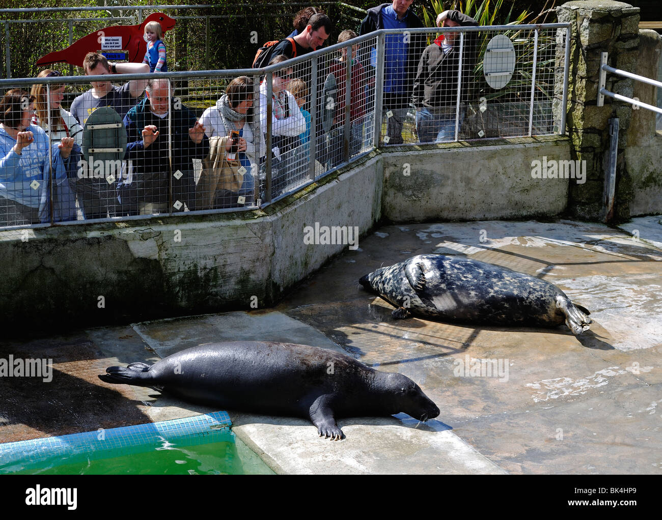 visitors at the national seal sanctuary in gweek, cornwall, uk Stock ...