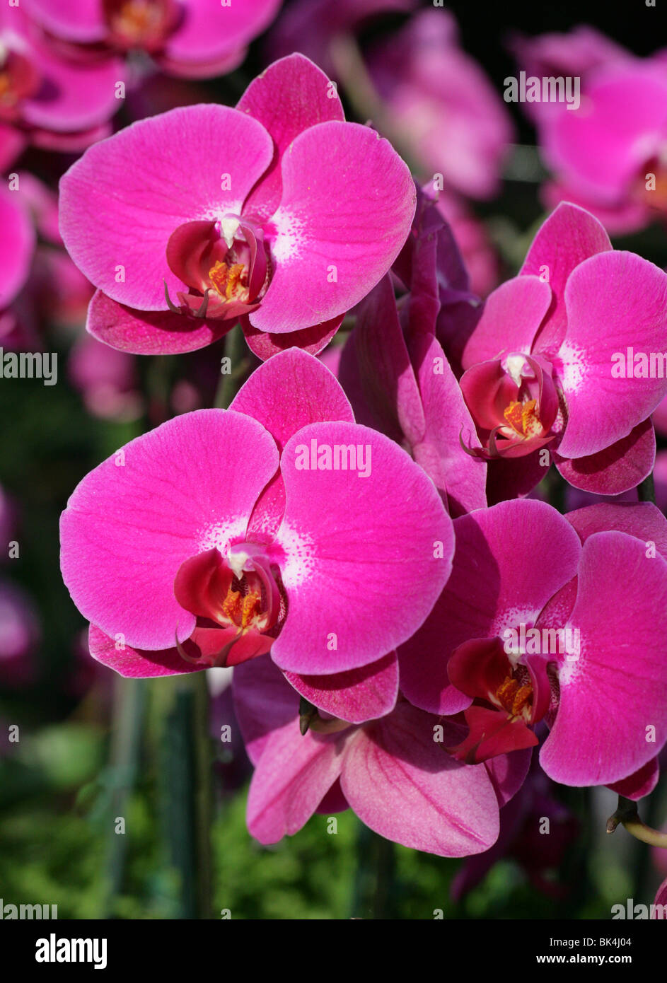 Moth Orchid, Phalaenopsis Hybrid Cultivar, Orchidaceae. Stock Photo