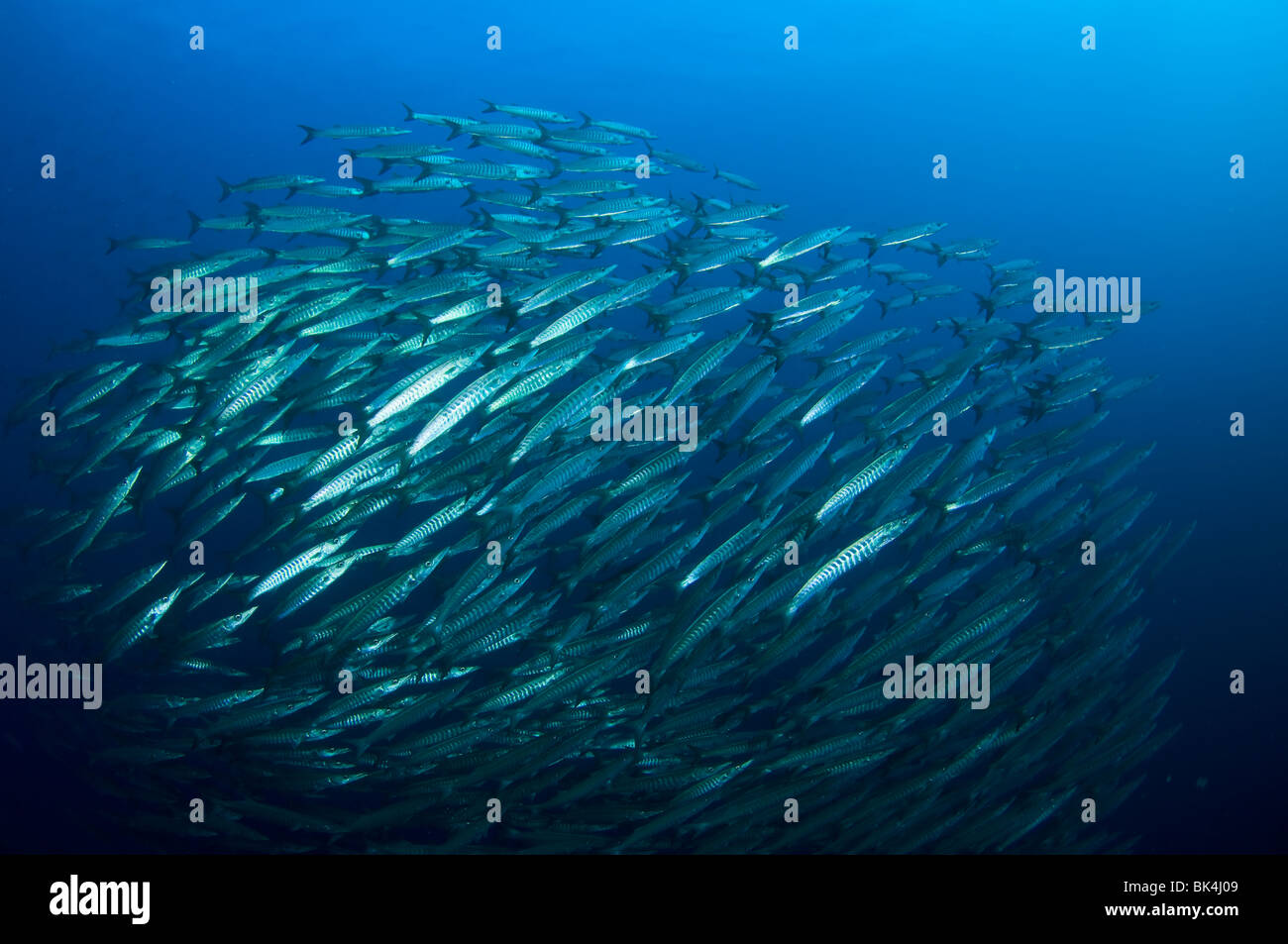 Chevron barracuda hi-res stock photography and images - Alamy