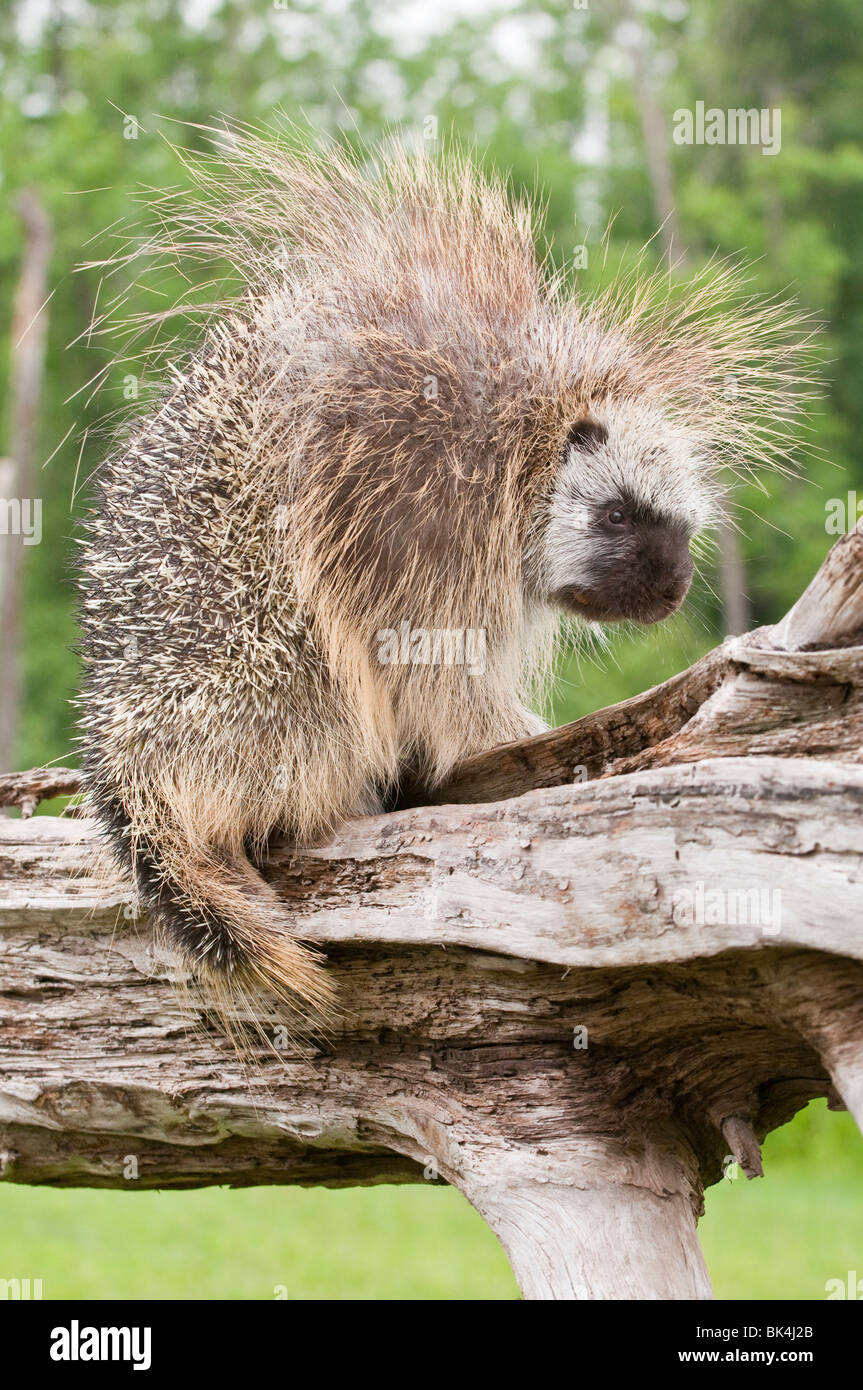 Adult male North American porcupine, Erethizon dorsatum, Minnesota, USA Stock Photo