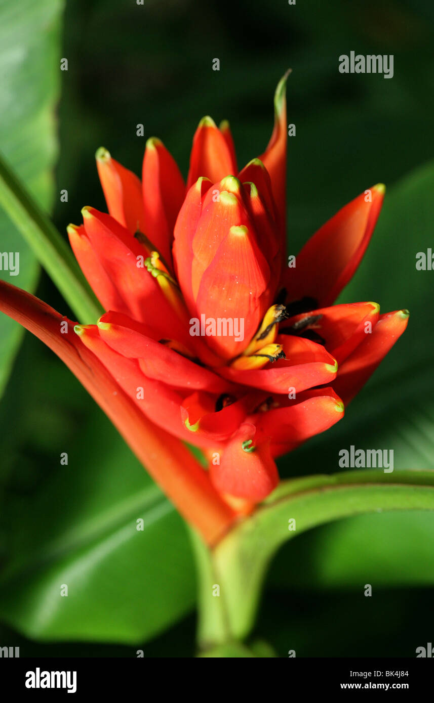 Red Torch Banana or Red Flowering Thai Banana, Musa coccinea, Musaceae, South East China syn. Musa uranoscopos Stock Photo