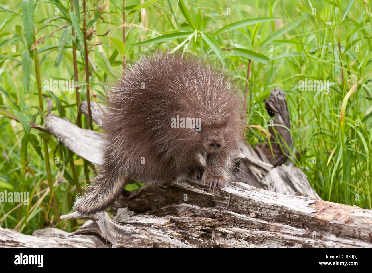 Baby North American porcupine, Erethizon dorsatum, Minnesota, USA Stock Photo