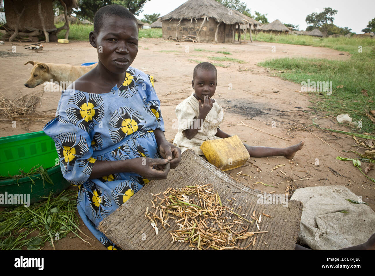 Woman shelling beans in an IDP camp in Amuria District, Teso Subregion, Uganda, East Africa Stock Photo